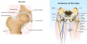 hip anatomi image 1
