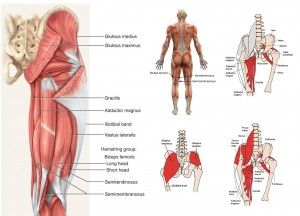hip anatomy image 2